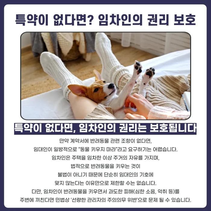 세입자가 반려동물을 키운다고 하면 임대인은 거절할 수 있을까? 특약 유무별 정리 카드뉴스 3